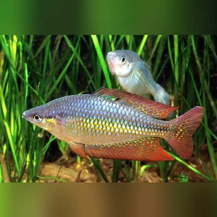200.webp Australian Rainbowfish