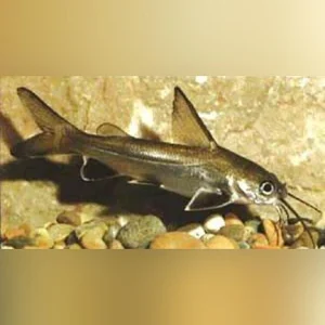 201.webp White Tip Shark