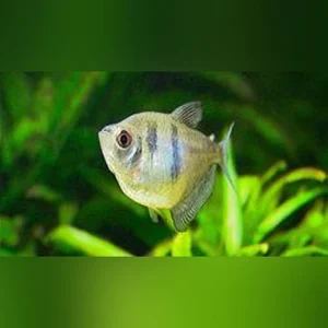 204.webp Black Skirt Tetra