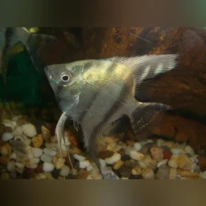 Blue Zebra Angelfish