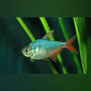 206.webp Red Blue Colombian Tetra