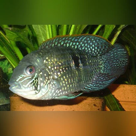 208.webp Blue Acara Cichlid
