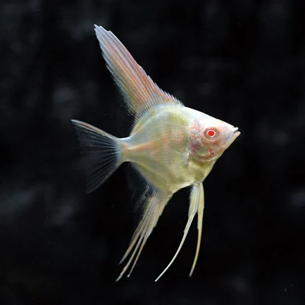 209.webp Albino Angelfish