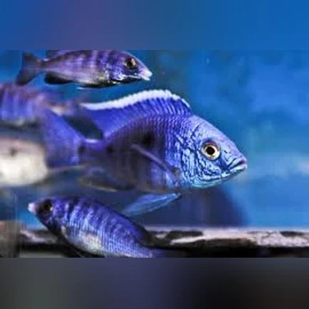 21-1.webp Copadichromis mbenjii