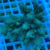 21.webp Fancy Tricolor Acropora