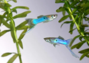 21-13.webp Japanese Blue Sword Guppy