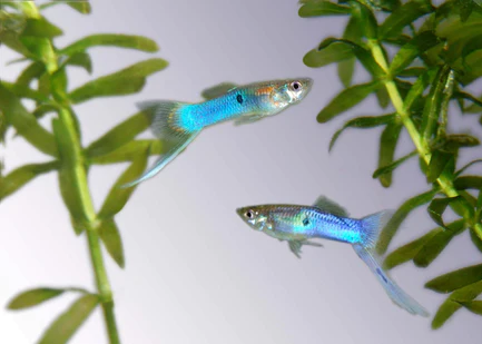 21-13.webp Japanese Blue Sword Guppy