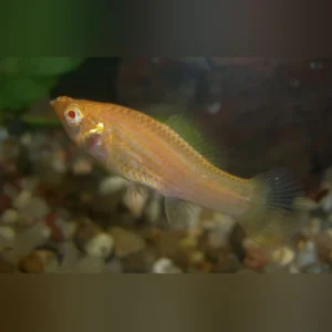 21-2-1.webp Albino Sailfin Molly (Pair)