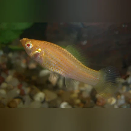 21-2-1.webp Albino Sailfin Molly (Pair)