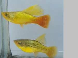 21-3-1.webp Sunset Variatus Platy