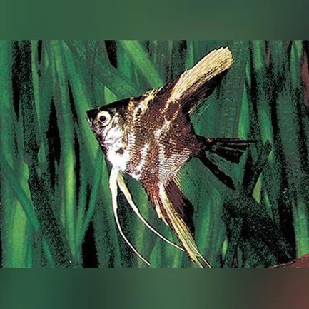 21-3.webp Marble Angelfish