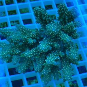 Fancy Tricolor Acropora
