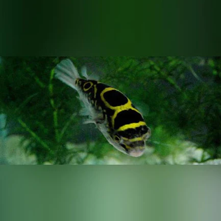 21-4.webp Figure 8 Puffer