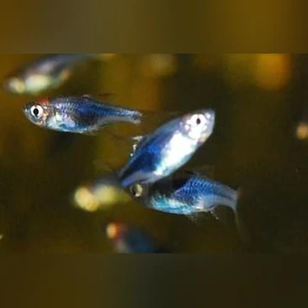 21-5.webp Purple Harlequin Rasbora