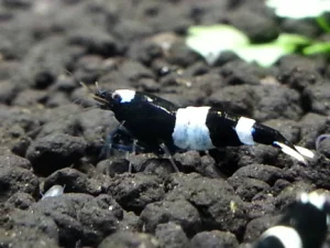 21-6-1.webp Black Panda Shrimp