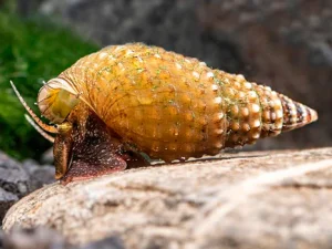 21-7-1.webp Prambanan Snail