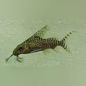 Synodontis Eupterus Catfish