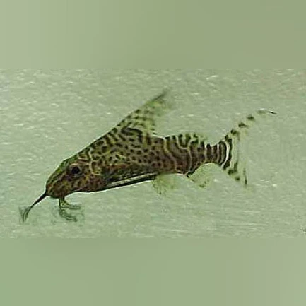 Synodontis Eupterus Catfish