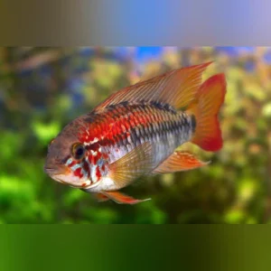 21-8.webp Apistogramma Sunset Dwarf Cichlid