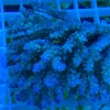 21.1.webp Fancy Tricolor Acropora