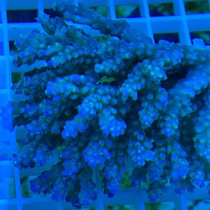 21.1.webp Fancy Tricolor Acropora