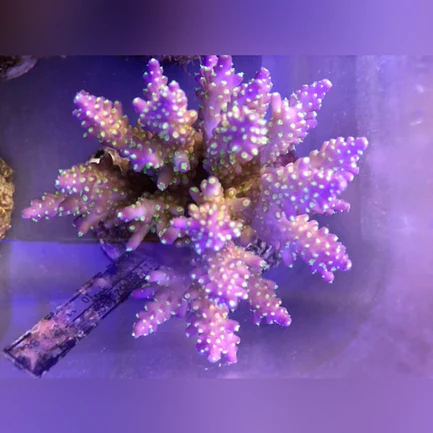 21.2.webp Fancy Tricolor Acropora