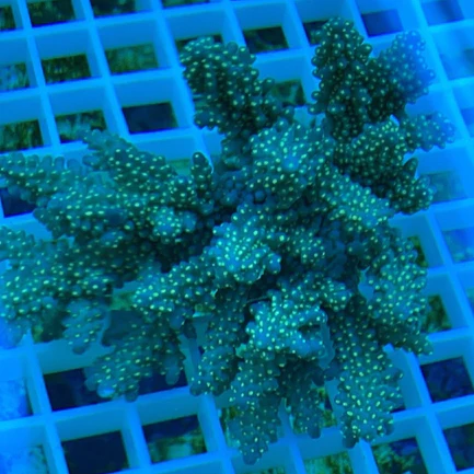 21.webp Fancy Tricolor Acropora