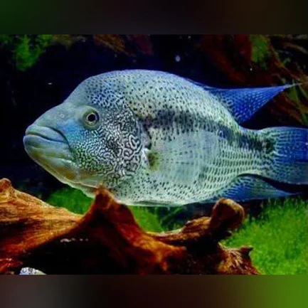 212.webp Wolf Cichlid