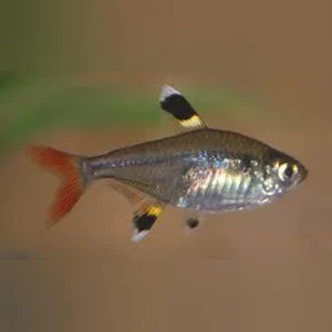 214.webp Pristella Tetra