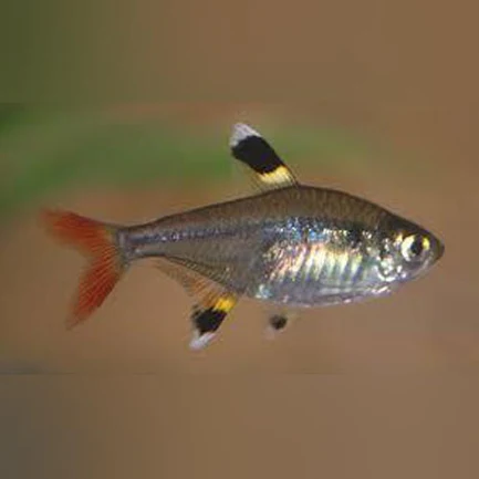 214.webp Pristella Tetra