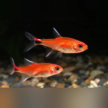 215.webp Ruby Tetra