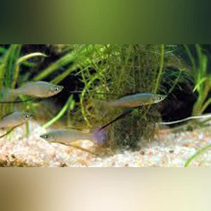 219.webp Threadfin Rainbowfish