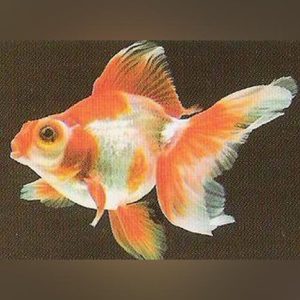 22-1.jpg Red and White Telescope Head Goldfish
