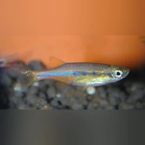 Orange Hatchet Danio