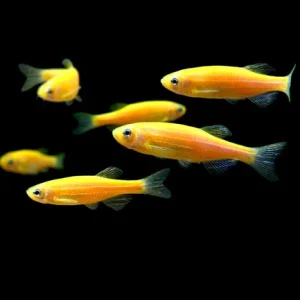 22-11.webp Sunburst Orange GloFish Danio