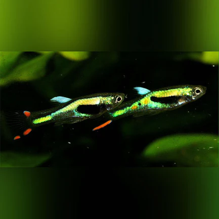 22-12.webp Lime Green Endler - Male