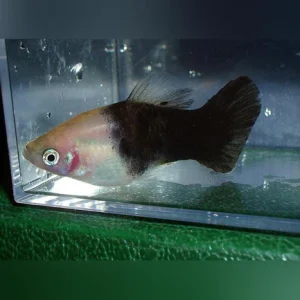 22-2-1.webp Panda Platy