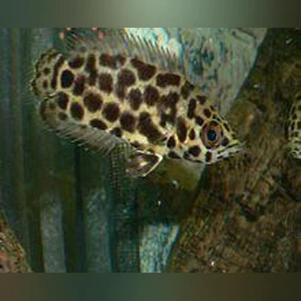 22-2.webp Leopard Ctenopoma Leaf Fish
