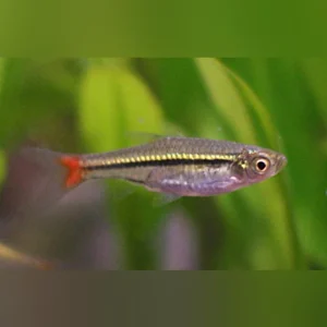 22-4-1.webp Brilliant Rasbora