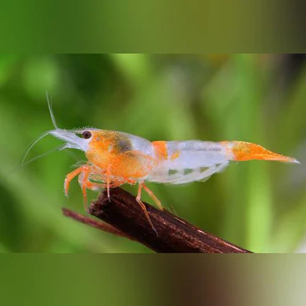 22-5.webp Orange Rili Shrimp