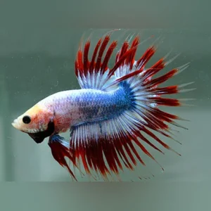 22-6.webp Patriot Crowntail Betta