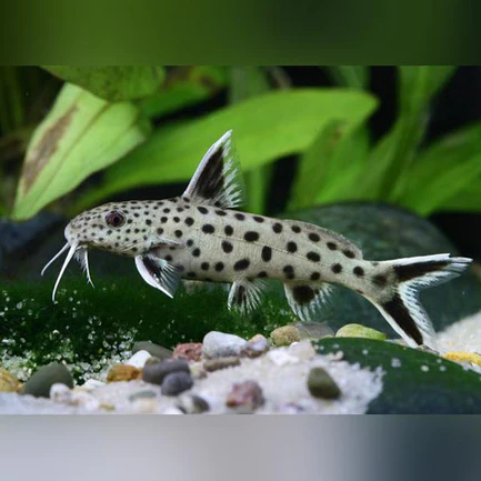 22-7.webp Dwarf Petricola Catfish