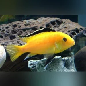 22-8.webp Electric Yellow Cichlid