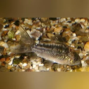 22-9.webp Elegans Cory