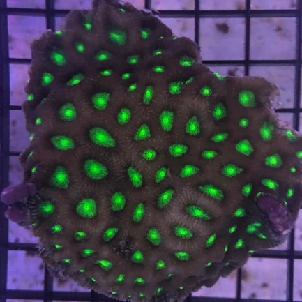 22.webp Favities Green Metallic Brain Coral