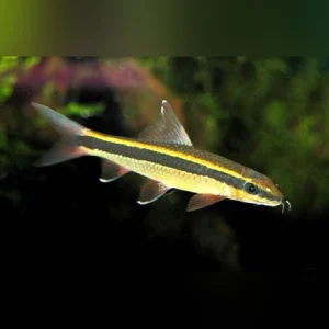 222.webp Flying Fox Shark