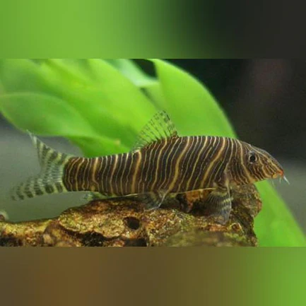 Zebra Loach