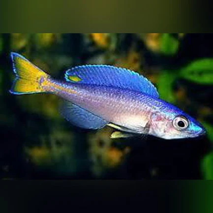 23-1.webp Cyprichromis leptosoma kitumba