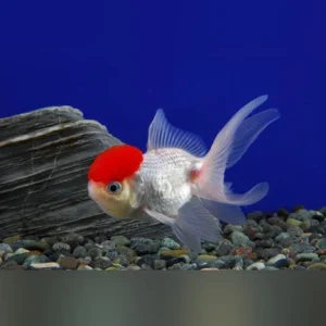 23-11.webp Red Cap Oranda Goldfish