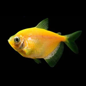 23-12.webp Sunburst Orange GloFish Tetra